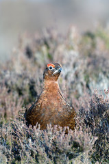 red grouse;game species;british bird;lagopus lagopus scotica;highlands;scotland