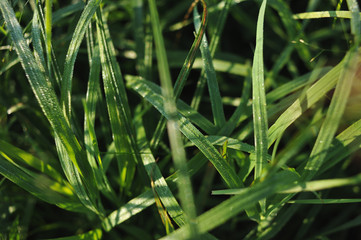 Fototapeta na wymiar Field grass