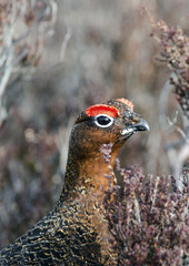 red grouse;game species;british bird;lagopus lagopus scotica;highlands;scotland