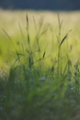 Field grass