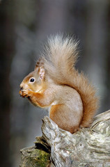 Naklejka na ściany i meble red squirrel;british mammal;sciurus vulgaris;highlands;scotland