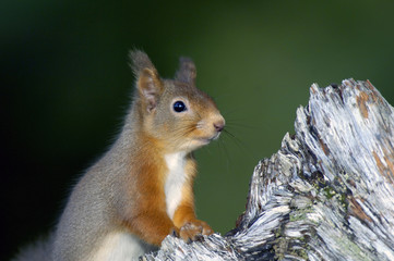 red squirrel;british mammal;sciurus vulgaris;highlands;scotland