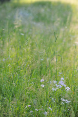 Field grass
