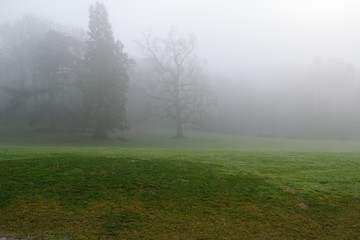 Obraz na płótnie Canvas foggy park