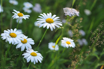 Fototapeta na wymiar Daisy flowers