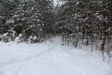 path in a snow-covered dark forest