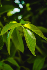 tree leaves