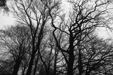 Fototapeta na wymiar high contrast trees