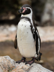 A Humboldt penguin in an austrian zoo