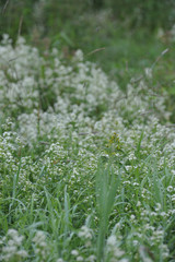 Field grass