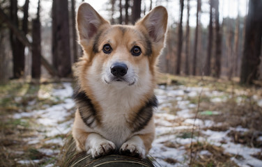 Naklejka na ściany i meble Dog Welsh Corgi Pembroke on a walk in a beautiful winter forest.