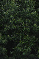 Fototapeta na wymiar Willow leaves.