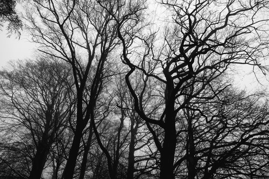 high contrast trees