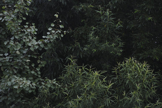 Willow leaves.