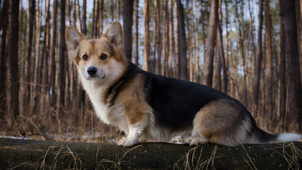 Dog Welsh Corgi Pembroke on a walk in a beautiful winter forest.