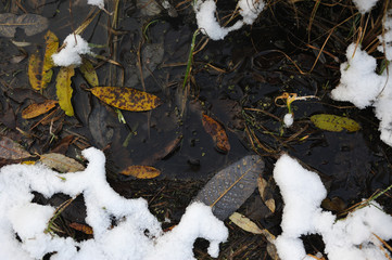 After the first snowfall