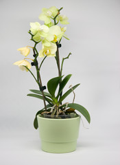 Gelbliche Orchidee in pastellfarbenen Übertopf