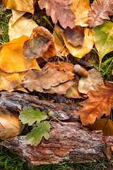 Autumn leaves and acorn