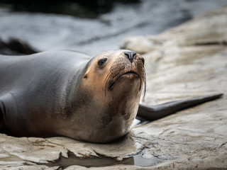 one female southern sea lion in an austrian zoo