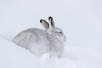 Scottish Mountain hare during winter sitting on snow