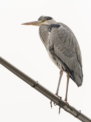 A single grey heron bird in Austria