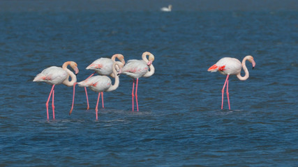 Fototapeta premium Greater Flamingo (Phoenicopterus roseus)