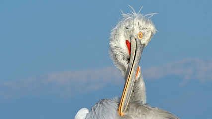 Dalmatian Pelican (Pelecanus crispus)