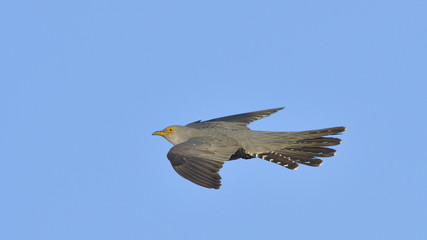 Common cuckoo (Cuculus canorus)