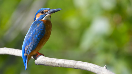 Common Kingfisher (Alcedo athis)