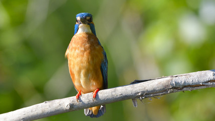 Common Kingfisher (Alcedo athis)