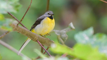 Fototapeta premium Grey wagtail (Motacilla cinerea)