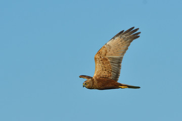 Marsh harrier (Circus aeruginosus)