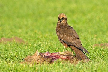 Fototapeta premium Marsh harrier (Circus aeruginosus)
