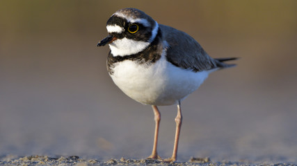 Fototapeta premium Little ringed plover (Charadrius dubius)