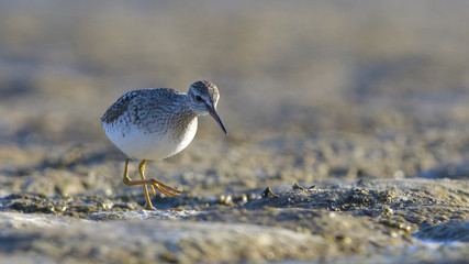 Wood sandpiper (Tringa glareola)