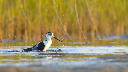 Black Winged Stilt (Himantopus himantopus)