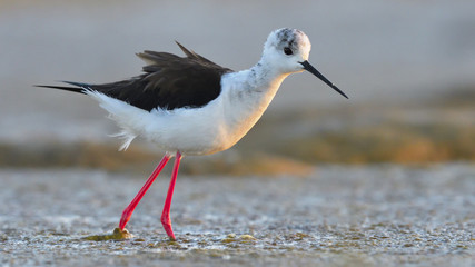Black Winged Stilt (Himantopus himantopus)