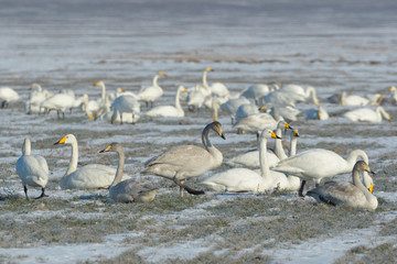 Whooper swan (Cygnus cygnus)