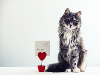 Charming, furry cat near the holder for papers in the form of a heart with a note for important events