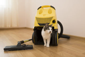 cat with a vacuum cleaner