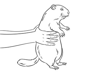 Groundhog in hands coloring book vector