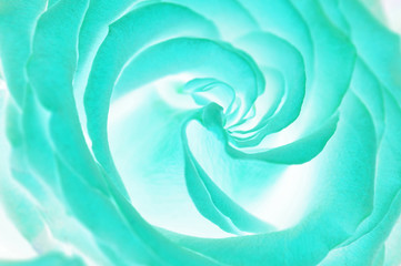 Faded rose bud. Abstract