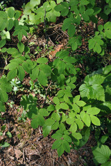 Forest plants