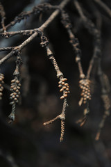 Naklejka premium Tree branch