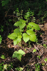 Forest plants