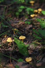 Chanterelles in forest