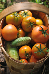 Fresh tomatoes and cucumbers