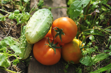 Fresh tomatoes and cucumbers