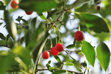 Ripe cherry