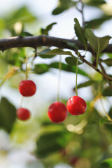 Ripe cherry